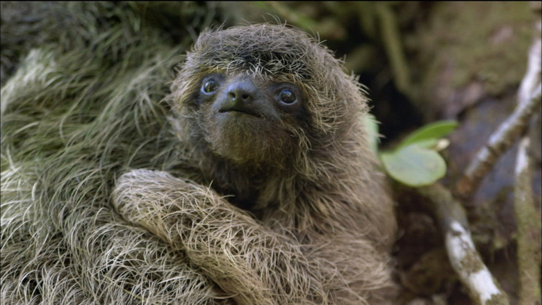 A Sloth Named Velcro still 2