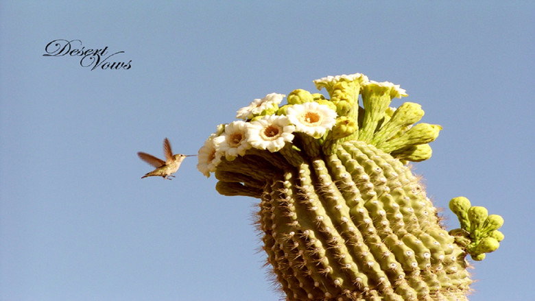 Desert Vows still 1