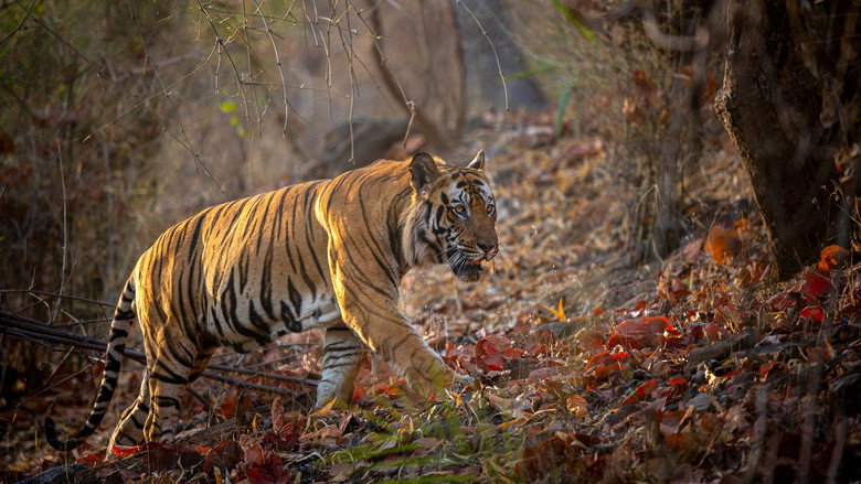 Tiger still 3