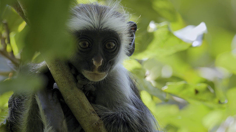 Africa's Wild Year still 3