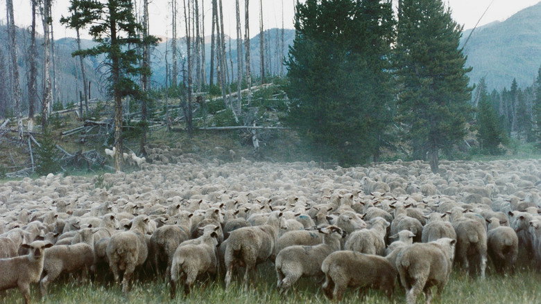 Sweetgrass still 5