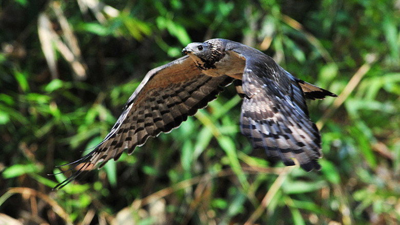 The Oriental Honey Buzzards of Ninety-nine Peaks still 2