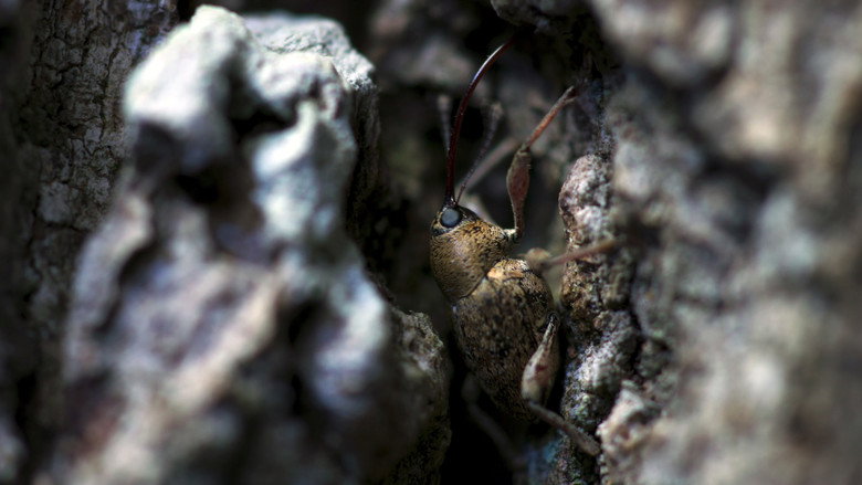 Heart of an Oak still 2