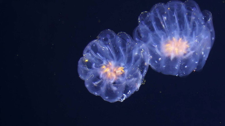 Fascination of the Deep Sea still 3