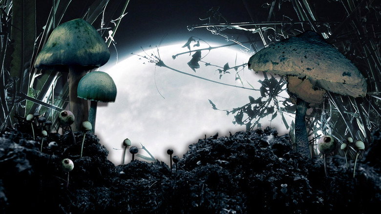 Shrooms still 2