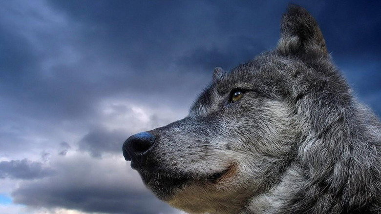 Never Cry Wolf still 3