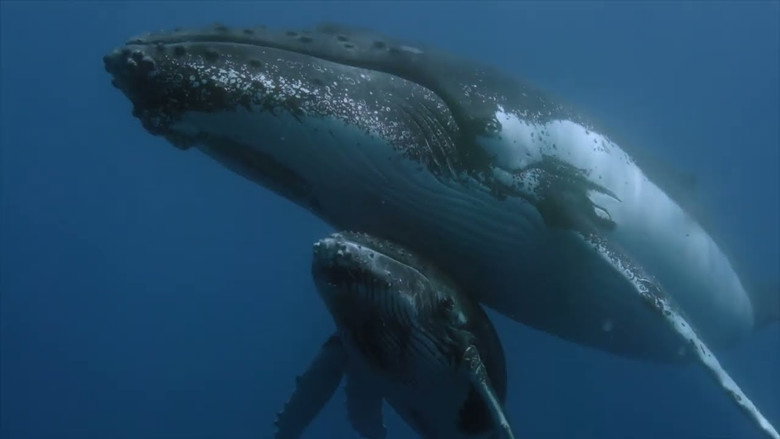 Des baleines, des tortues et des hommes still 1