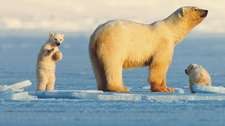My Journey with a Polar Bear still 1