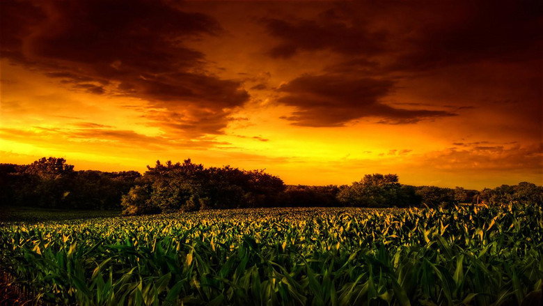 Children of the Corn II: The Final Sacrifice still 6