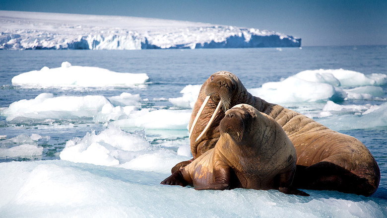 Blue Planet II still 8