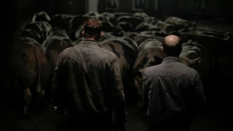 Bullhead still 3