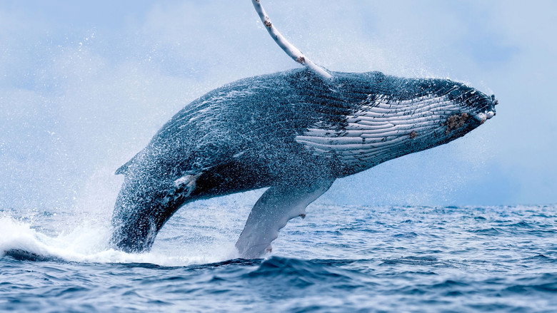 Wonders of the Ocean still 2