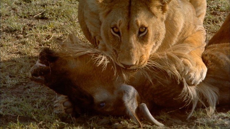 Africa: The Serengeti still 3