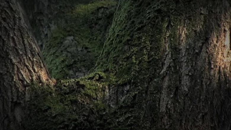 Conversation with Nature still 1