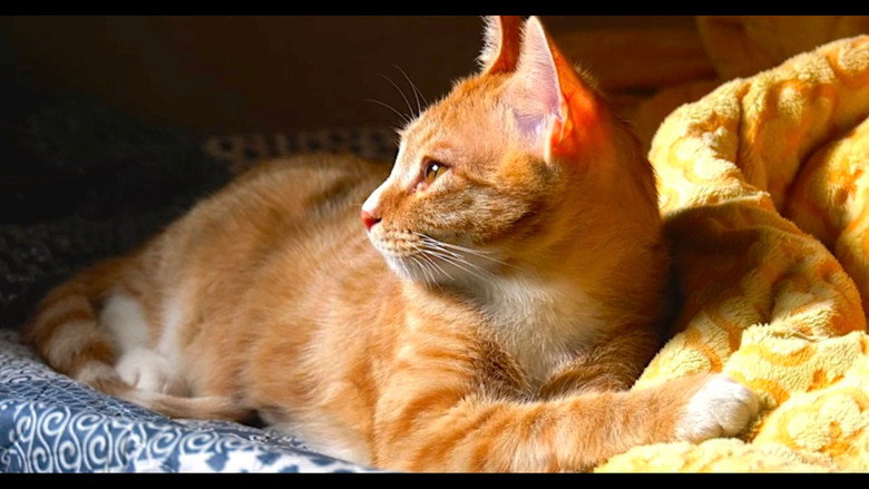 Our Cat still 3