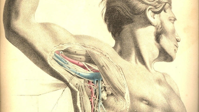 Anatomy 2 still 3