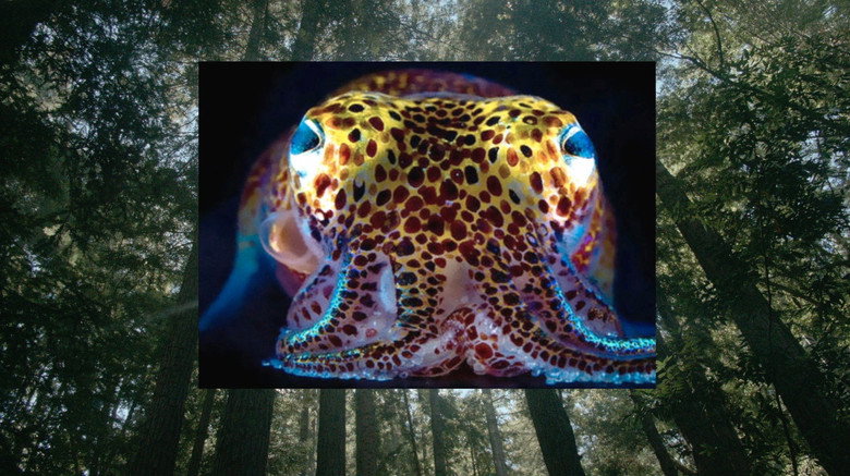 Donna Haraway: Story Telling for Earthly Survival still 1