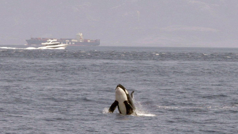Watch Out for Orcas! Danger Off Gibraltar? still 2