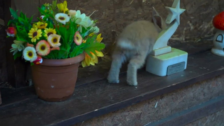 Bunny Decides to Go still 1