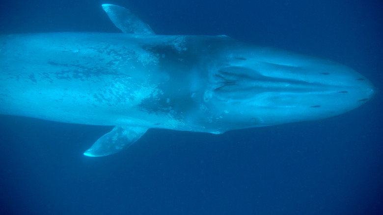 Kingdom of the Blue Whale still 2
