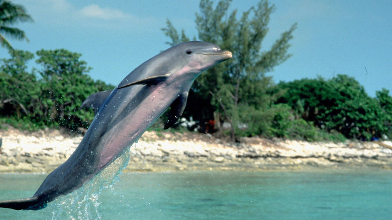 Flipper still 3