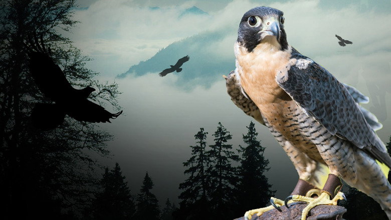 Peregrine Falcon: Lord of the Skies still 1
