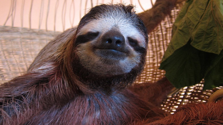 Meet the Sloths still 2