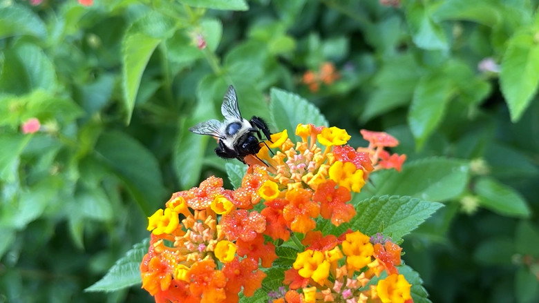 The Last Bumblebee still 1