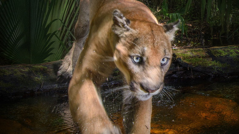 Path of the Panther still 1