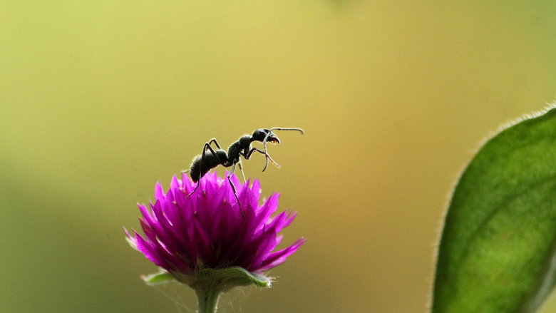 Fabulous Insects - Ants still 3