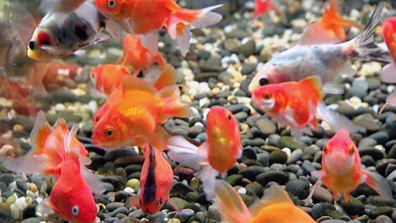 Blue Planet Easy Fishkeeping still 1