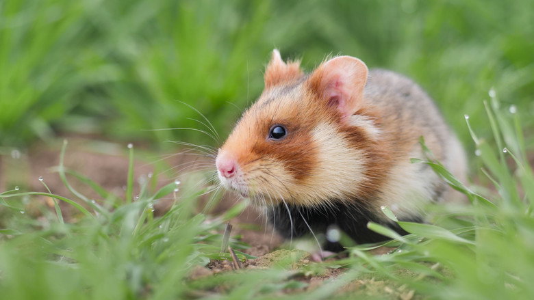The Last Common Hamsters still 1