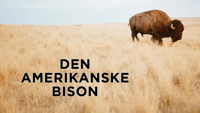 The American Buffalo still 5