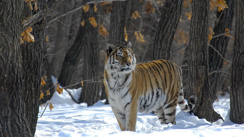 Russia - In the Realm of Tigers, Bears and Volcanoes still 1