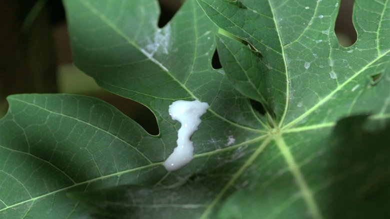 The Scent of Green Papaya still 8