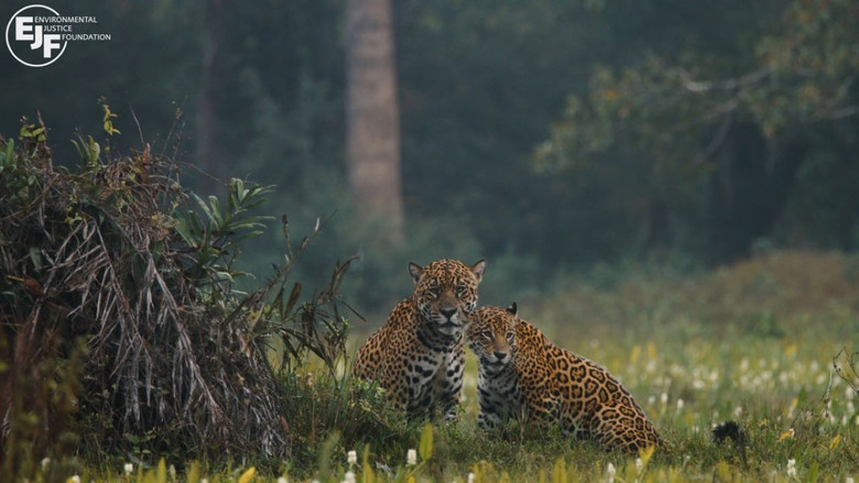 Pantanal still 1