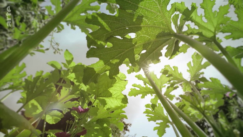 The Marvelous Wild World of the Vegetable Garden still 3