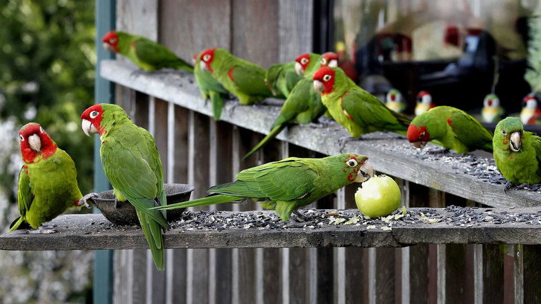 The Wild Parrots of Telegraph Hill still 6