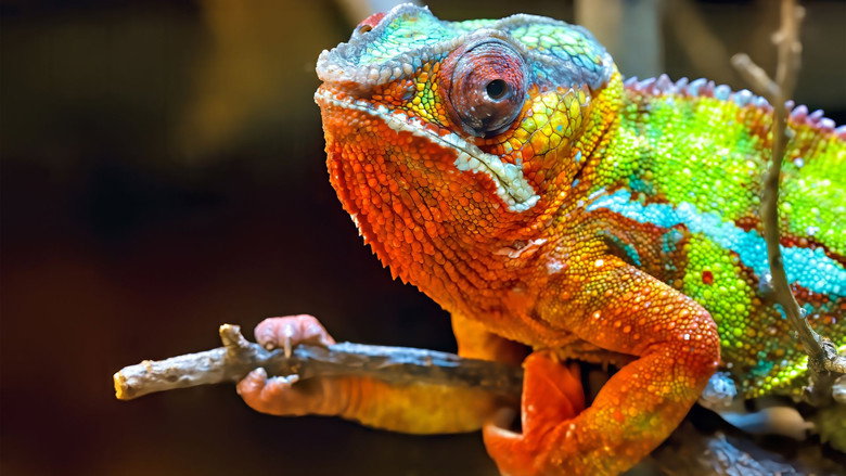 Madagascar, paradis des caméléons still 1