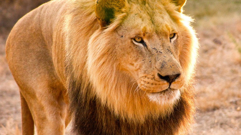 Man V. Lion still 6