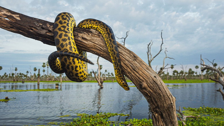 Wild Argentina still 2