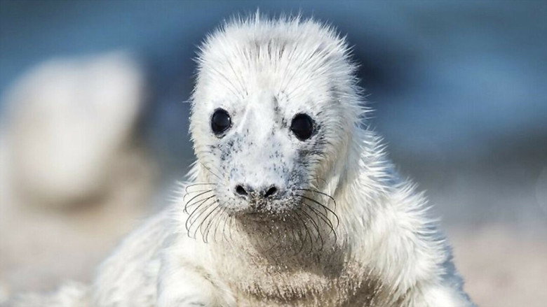 Cuddly & Wild: adorable animal babies still 1