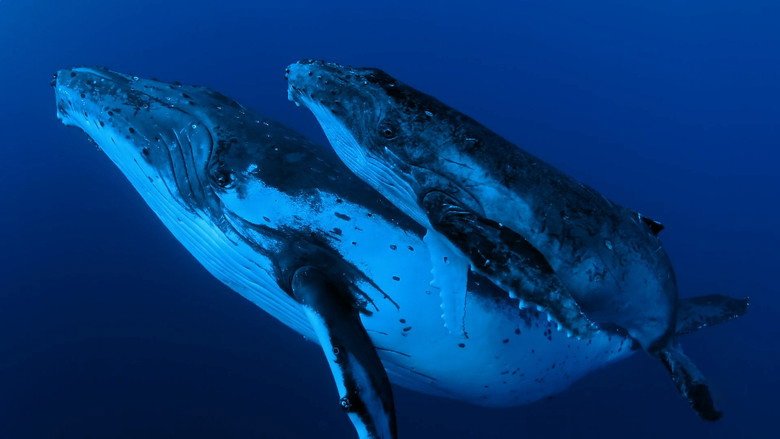 Whale Wisdom still 1
