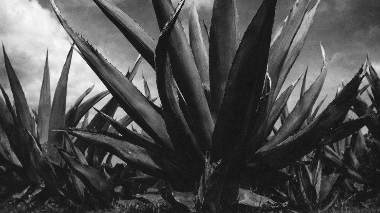 Magueyes still 4