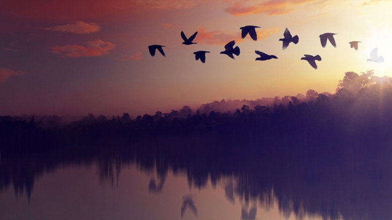 Planet of the Birds still 3