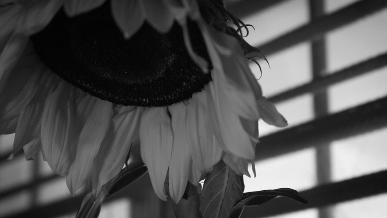 How to Water a Sunflower still 1