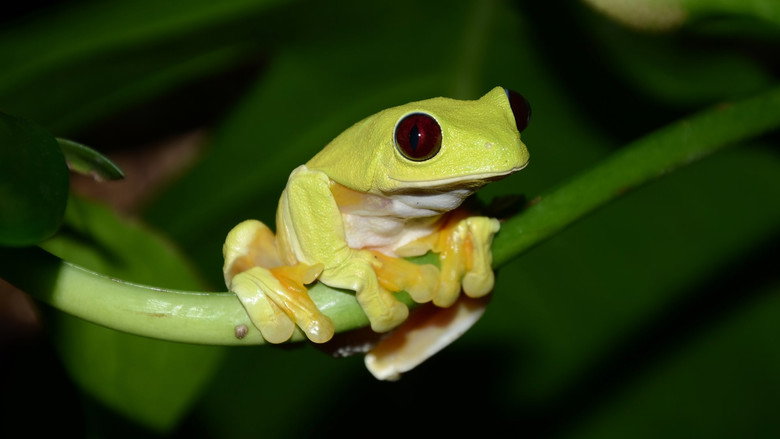 Fabulous Frogs still 1