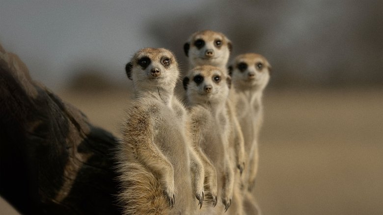 The Secret Lives of Animals still 1