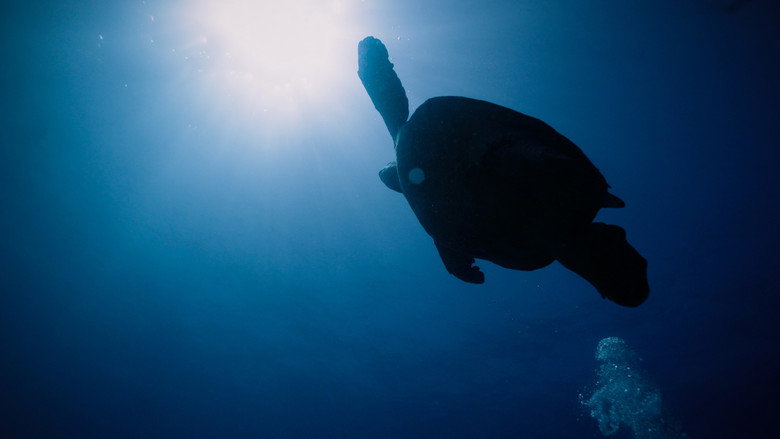 Return: Saving Turtles still 1