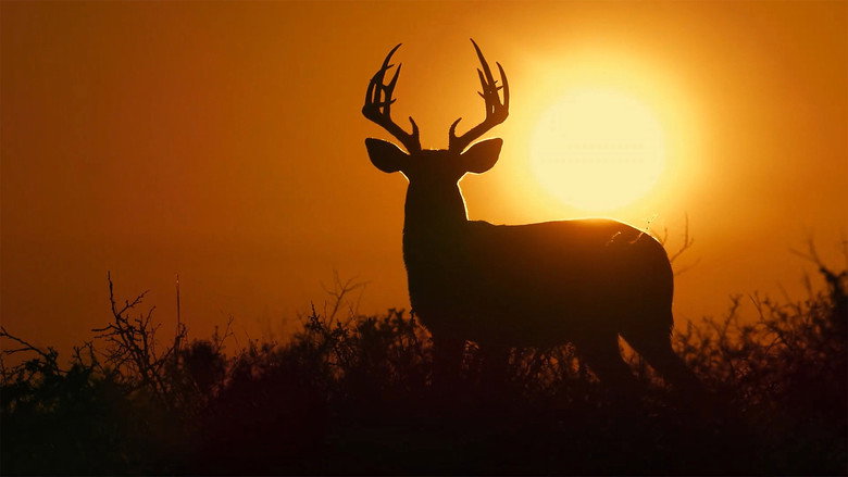 Deep in the Heart: A Texas Wildlife Story still 2